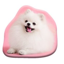 Câine Pomeranian pernă decorativă 39x37 cm Velur