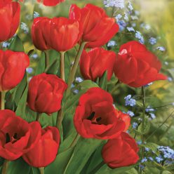 Floare Bunch Șervețel de hârtie cu lalele 20 buc 33x33 cm