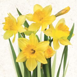 Floare Bunch Șervețele cu Narcise 20 buc 33x33 cm