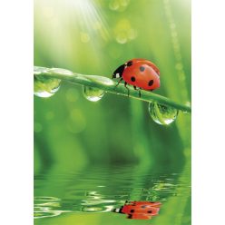 Colorat Ladybug Nature mapă elastică A/4