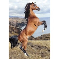 Cal Wild Spirit Dosar A/4 cu elastic