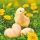 Paște Chicken with Eggs șervețel 20 buc 33x33 cm